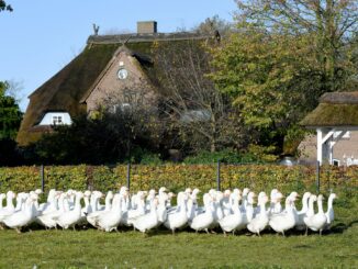 Die «Dithmarscher Gans» hat das EU-Gütesiegel bekommen. (Archivbild)