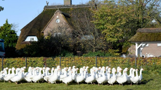 Die «Dithmarscher Gans» hat das EU-Gütesiegel bekommen. (Archivbild)