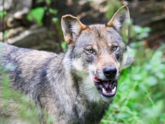 Gericht untersagt Wolfsabschuss bei Stade.