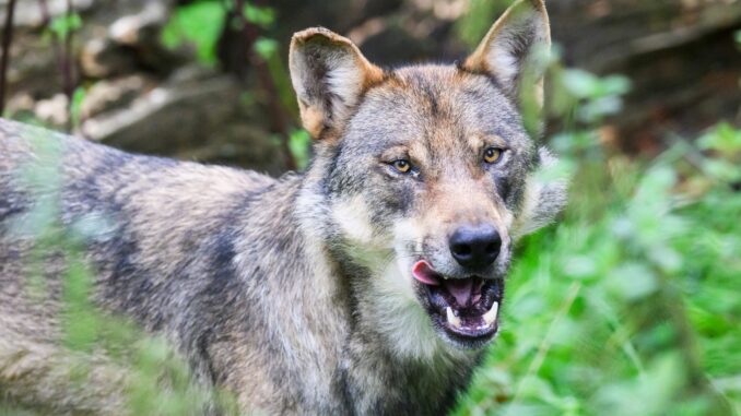 Gericht untersagt Wolfsabschuss bei Stade. 