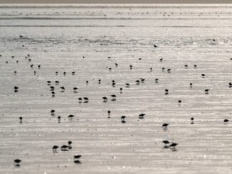 Mehr als die Hälfte aller Seeregenpfeifer des Wattenmeeres versammelt sich jährlich zur Mauser in St. Peter-Ording (Archivbild)