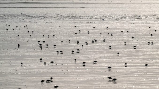 Mehr als die Hälfte aller Seeregenpfeifer des Wattenmeeres versammelt sich jährlich zur Mauser in St. Peter-Ording (Archivbild)