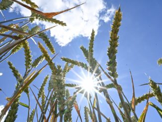 Die Mitteltemperatur im Juli in Schleswig-Holstein betrug nur 17,5 Grad Celsius. (Archivbild)