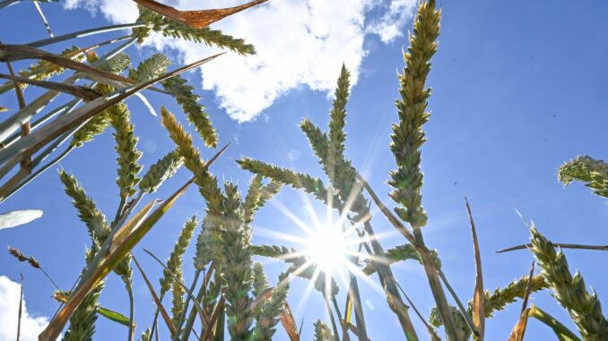 Die Mitteltemperatur im Juli in Schleswig-Holstein betrug nur 17,5 Grad Celsius. (Archivbild)