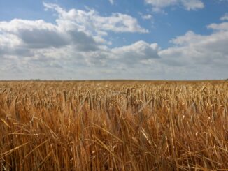 Landwirte in Schleswig-Holstein wünschen sich für die Erntezeit stabiles und trockenes Wetter. (Archivbild)