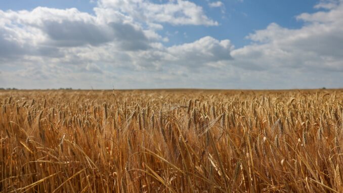 Landwirte in Schleswig-Holstein wünschen sich für die Erntezeit stabiles und trockenes Wetter. (Archivbild)