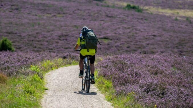 Die Lüneburger Heide GmbH gibt den Startschuss für die Heideblüte. (Archivbild)