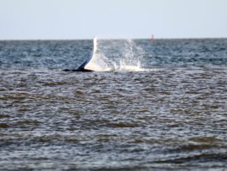 Der Buckelwal tauchte rund 200 Meter entfernt vom Norderneyer Weststrand auf. (Foto aktuell)