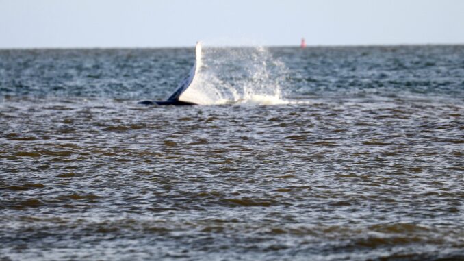 Der Buckelwal tauchte rund 200 Meter entfernt vom Norderneyer Weststrand auf. (Foto aktuell) 