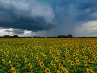 Blühende Blumen vor dunken Wolken - ein typsches Bild für den Juii 2024, sagt der Deutsche Wetterdienst. (Archivbild)