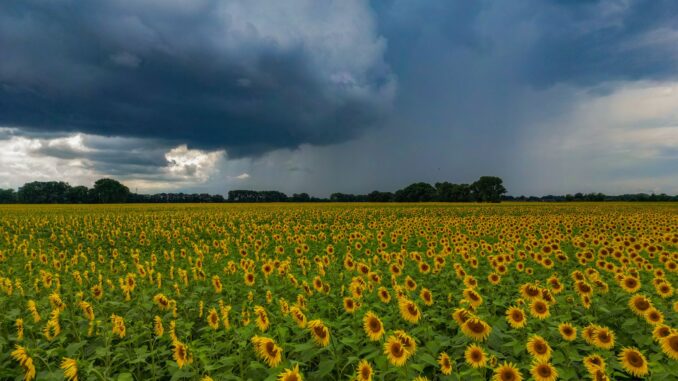 Blühende Blumen vor dunken Wolken - ein typsches Bild für den Juii 2024, sagt der Deutsche Wetterdienst. (Archivbild)