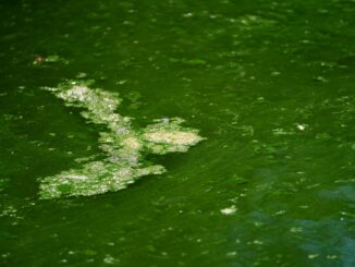 Der Kontakt mit Blaualgen kann unangenehme Folgen haben. Der Eichbaumsee in Hamburg-Allermöhe ist abermals wegen der Algen gesperrt. (Symbolbild)