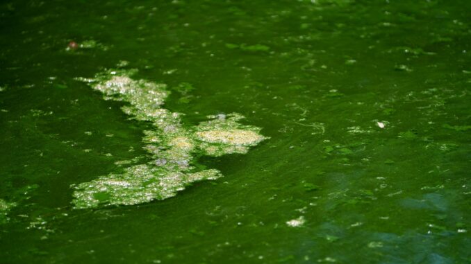 Der Kontakt mit Blaualgen kann unangenehme Folgen haben. Der Eichbaumsee in Hamburg-Allermöhe ist abermals wegen der Algen gesperrt. (Symbolbild)