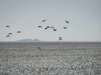 Zwischen den Halligen Langeneß und Oland wurde ein neues Seekabel verlegt (Archivbild)