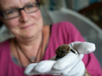 Die Elmshornerin Ines Kock pflegt in ihrem Schlafzimmer Fledermäuse.