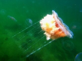 Feuerquallen können für Badegäste in der Ostsee zur schmerzhaften Gefahr werden.