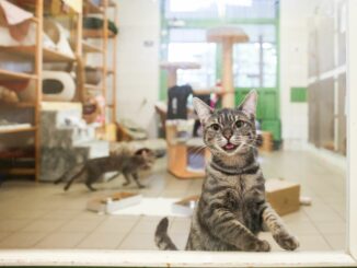 In den Ferien wurden besonders viele Katzen ausgesetzt.