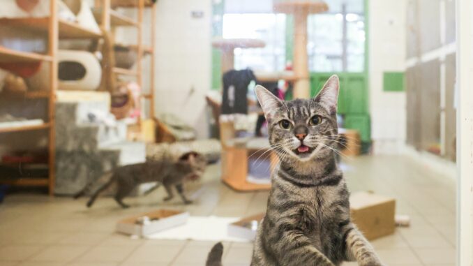 In den Ferien wurden besonders viele Katzen ausgesetzt.