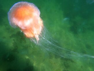 Mehr als 200 Badegäste haben am Wochende vor Scharbeutz Bekanntschaft mit den Tentakeln der Tiere gemacht. (Symbolbild)