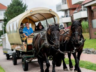 Drei Kutschbetriebe und eine Inselspedition transportieren auf Baltrum Waren, Möbel, Müll, Baumaterialien und Urlaubsgäste mit Arbeitspferden.