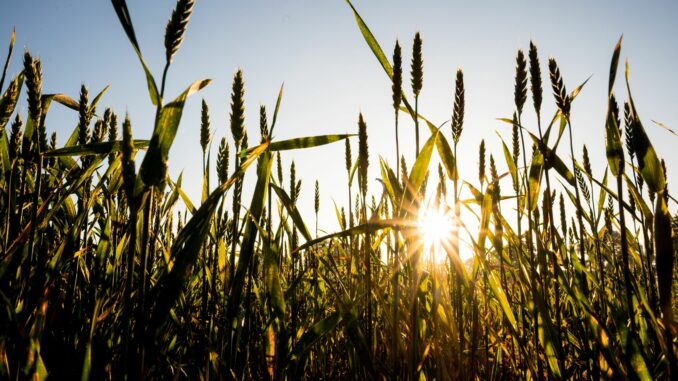 Wie wird die Ernte in Schleswig-Holstein 2024 sein?