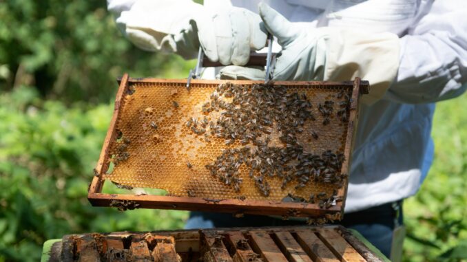 Seit 25 Jahren heben fleißige Honigbienen am Hamburger Flughafen ab. (Archivfoto) 