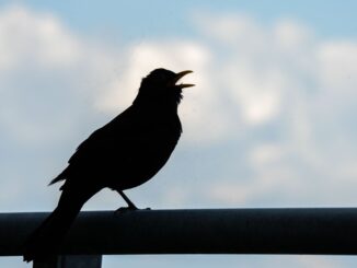 Ein durch Stechmücken übertragenes Virus bringt vielen Amseln den Tod.