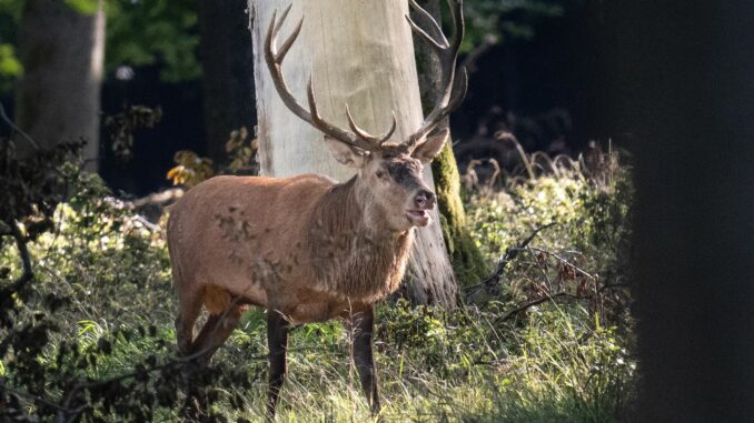 Röhren wie ein Hirsch: Am 29. September wird wieder der beste norddeutsche Hirschrufer gesucht (Symbolbild).