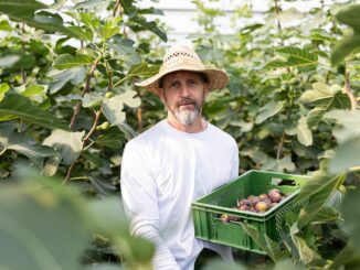 Die Feigen müssen in der Erntezeit täglich mit der Hand gepflückt werden.