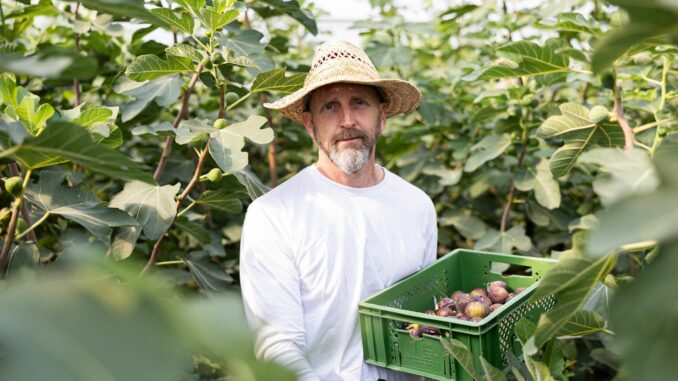 Die Feigen müssen in der Erntezeit täglich mit der Hand gepflückt werden. 