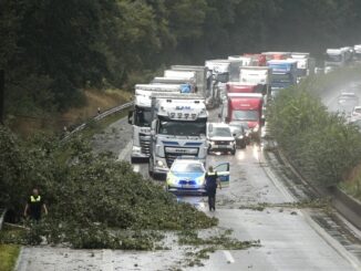 Ein umgestürzter Baum verursachte einen Stau auf der Autobahn 27.