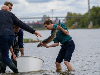 Erstmals seit fast zehn Jahren werden wieder junge Störe in die Elbe gesetzt.