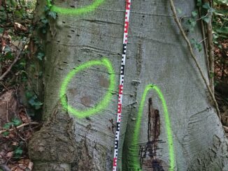 Im Waldpark Falkenstein haben Unbekannte mehrere Bäume massiv beschädigt, indem diese unter anderem angebohrt und mutmaßlich vergiftet wurden.