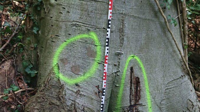 Im Waldpark Falkenstein haben Unbekannte mehrere Bäume massiv beschädigt, indem diese unter anderem angebohrt und mutmaßlich vergiftet wurden.