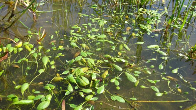 Im Rickelsbüller Koog bei Rodenäs ist ein Vorkommen der in Schleswig-Holstein vom Aussterben bedrohten Wasserpflanze Schlammling wiederentdeckt worden. (Handout-Foto)