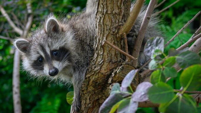 Ein Waschbär sorgt in Ratzeburg für tierische Überraschung