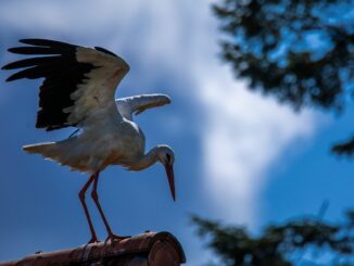 Erst vor rund 1000 Jahren kam der Storch nach Norddeutschland (Archivbild)