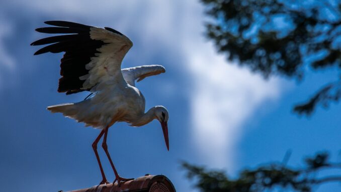 Erst vor rund 1000 Jahren kam der Storch nach Norddeutschland (Archivbild)