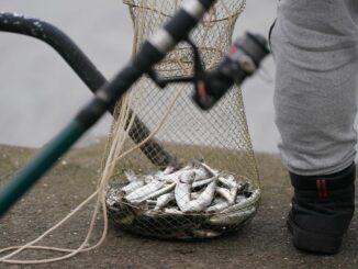 Fischen, wie hier mit einer Reuse in Kiel, könnte in der Ostsee künftig weiter eingeschränkt werden. (Archivbild)