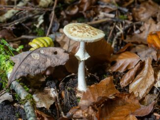 Pilze sammeln macht Spaß - doch Vorsicht ist geboten: ein giftiger gelber Knollenblätterpilz (Amanita citrina). (Symbolbild)