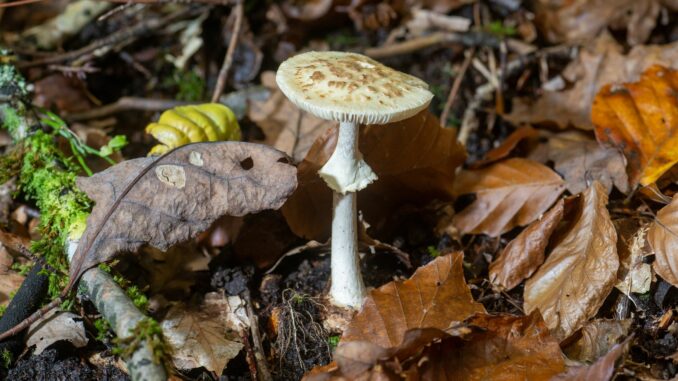 Pilze sammeln macht Spaß - doch Vorsicht ist geboten: ein giftiger gelber Knollenblätterpilz (Amanita citrina). (Symbolbild)