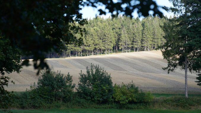 Waldinventur auch in Schleswig-Holstein. (Symbolbild)