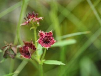 Das Sumpf-Blutauge wurde von der Loki Schmidt Stiftung zur «Blume des Jahres 2025» auserkoren.