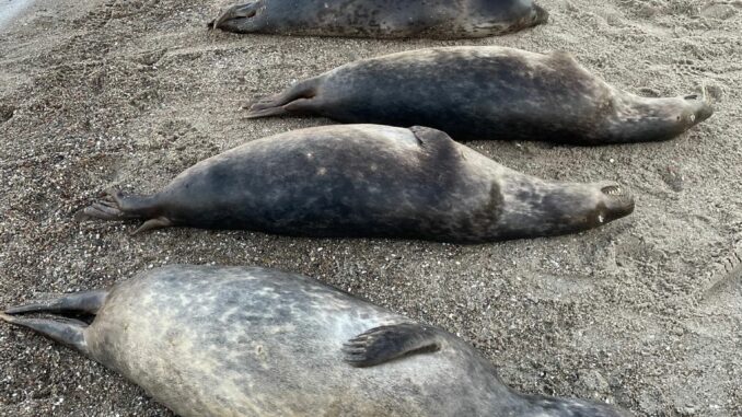 Woran die Kegelrobben an der Ostküste Rügens starben, ist noch unklar. Seit Anfang Oktober wurden 26 tote Tiere geborgen. 