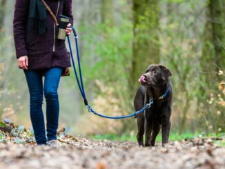 Der Hund als Steuerzahler. (Symbolfoto)