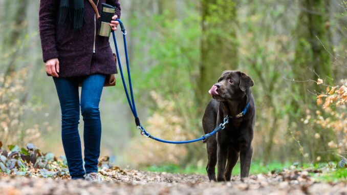 Der Hund als Steuerzahler. (Symbolfoto)