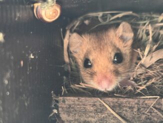 Die seltenen Haselmäuse hatten sich bisher höchstens in die Nähe der Grünbrücken getraut.