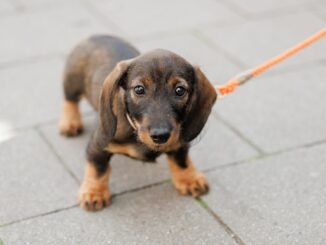 Die Einnahmen aus der Hundesteuer haben 2023 einen Höchstwert erreicht. (Symbolbild)