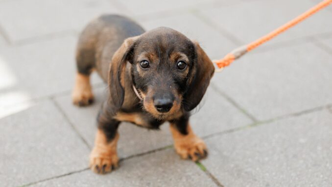 Die Einnahmen aus der Hundesteuer haben 2023 einen Höchstwert erreicht. (Symbolbild)