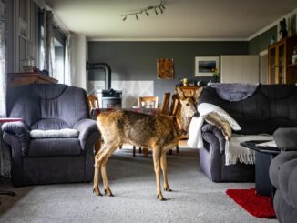 Seit zwei Jahren hat eine Dithmarscher Familie einen ungewöhnlichen tierischen Mitbewohner.